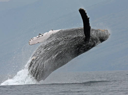 A humpback whale breaches off the southwest coast of Maui, Hawaii.